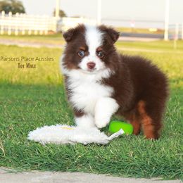Miniature Australian Shepherd Puppies from Parsons Place Aussies