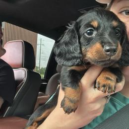 Everest - Black and tan female Dachshund puppy in Lumberton, Mississippi from Doris’ Darlin Doxies & Doodles