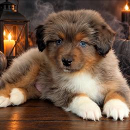 Lucky - Blue merle male Australian Shepherd puppy in Fultonville, New York from Sandy Aussies, Mini Dachshunds & Pomeranians