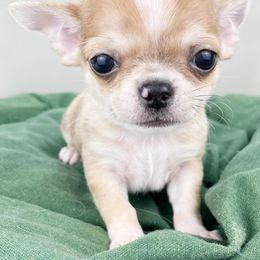 Chihuahua Puppies from Sasha’s Elite Kennel LLC