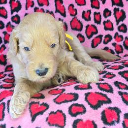 Cody - Apricot male Goldendoodle puppy in Georgetown, Tennessee from Georgetown Designer & Purebred Puppies