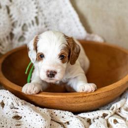 Hudson (green) - Parti male Goldendoodle puppy in Apopka, Florida from The Classic Doodle