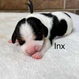 Inx - Black white and tan male Beagle puppy in Rogersville, Missouri from Hales Little Beagle Haven