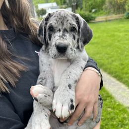 Great Dane Puppies from BkB’s House of Danes
