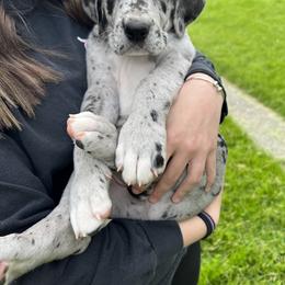 Great Dane Puppies from BkB’s House of Danes