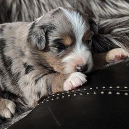 Australian Shepherd Puppies from Rockin' Aussies