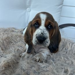 Ma barker - Black brown and white female Basset Hound puppy in Lone Jack, Missouri from Wee Little Bassets