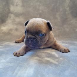 Girl 4 - Blue fawn female French Bulldog puppy in Neosho, Missouri from Norris Frenchies