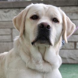 Tilly - Labrador Retriever