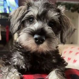 Woody - Black and silver male Miniature Schnauzer puppy in Akeley, Minnesota from Great Northern Schnauzers