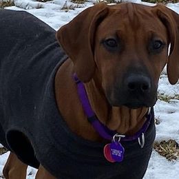 Rhodesian Ridgeback Puppies from Supernova Ridgebacks