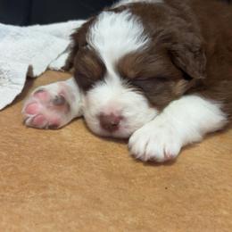 Yahtzee - Red tri-color male Australian Shepherd puppy in Rochester, New Hampshire from ChaHar's Australian Shepherds