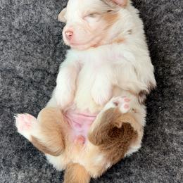 Ginger-Full tail and blue eyes likely - Red merle female Australian Shepherd puppy in Penrose, Colorado from Best Friend Aussies