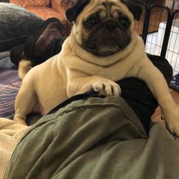 Marshall - Pug