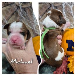 Michael - Red and white male English Springer Spaniel puppy in Freeland, Michigan from McNally's Springer Spaniels