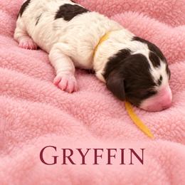 Gryffin - Parti female Poodle puppy in Washington, Pennsylvania from Patriotic Poodles