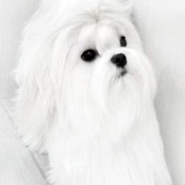 Alex - Maltese