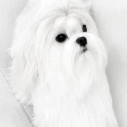 Alex - Maltese