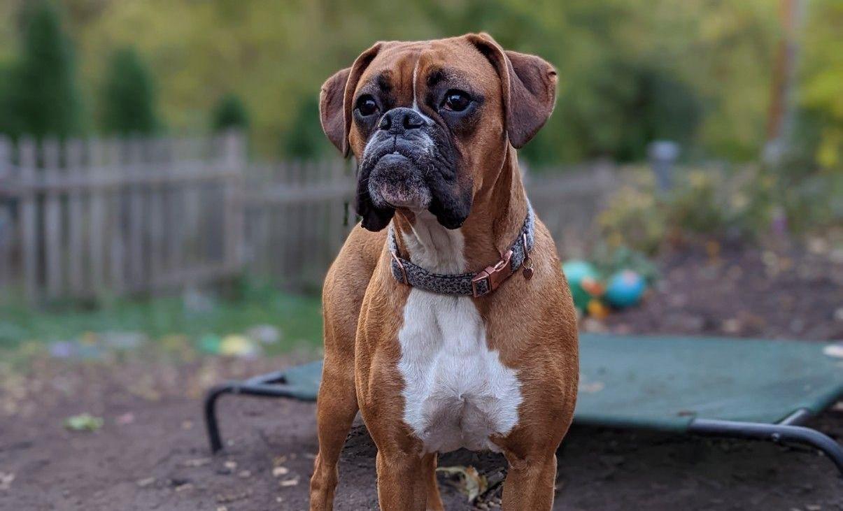 Fawn Boxer standing in a yard