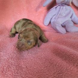 Willow - Dapple female Dachshund puppy in Opelika, Alabama from Dachshund Darlins