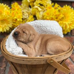 Silver Collar Male - Yellow male Labrador Retriever puppy in Hurtsboro, Alabama from PARK’s Family Farm