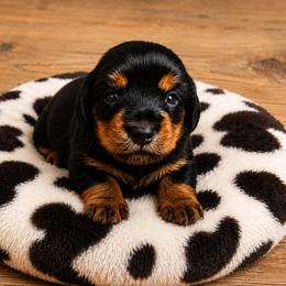 Boy 3 - Black and tan male Dachshund puppy in Stroud, Oklahoma from Route 66 Dachshunds