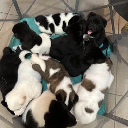 Akita Puppies from Gloe Akita's