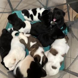 Akita Puppies from Gloe Akita's