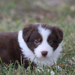 Girl 1 - Red female Border Collie puppy in Tylertown, Mississippi from Cool Meadow Farms