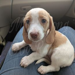 1 Yosemite Sam - Piebald male Dachshund puppy in Central Point, Oregon from MRS Long Dog Ranch