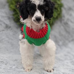 Poodle Puppies from Moonrise Poodles