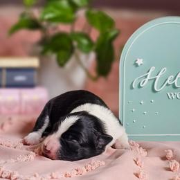 Rune - Black and white male Border Collie puppy in Brooklyn Center, Minnesota from Inspire Performance Dogs