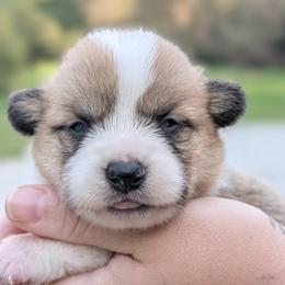 Dorothy - Red female Pembroke Welsh Corgi puppy in Mount Vernon, Ohio from Rose Water Corgis in Ohio