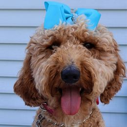 Nani - Goldendoodle