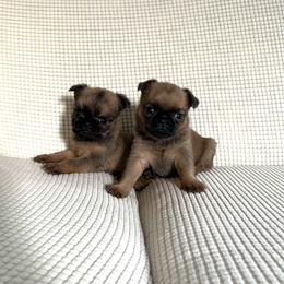 Brussels Griffon Puppies from Butler Brussels Griffon