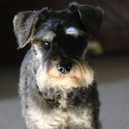 Miniature Schnauzer All Grown Up from Crooked Tree Ranch