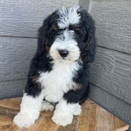 Sage - Tri-color male Bernedoodle puppy in Horseshoe Bend, Idaho from Over the Moon Poodles and Doodles