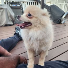 Goldie - Cream sable Pomeranian puppy in Bethlehem, Pennsylvania from Steel City Exotics