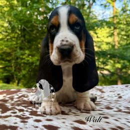 Walter - Black white and brown male Basset Hound puppy in Dingess, West Virginia from Tuckers' Howling Hounds