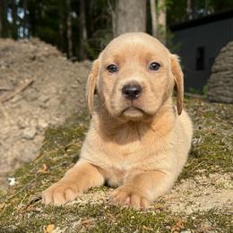 CHAMPAGNE FEMALE (brown) - Yellow female Labrador Retriever puppy in Summit, South Carolina from Southern Pine Labradors