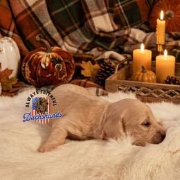 Nova - Cream female Dachshund puppy in Waverly, Ohio from Always Faithful Dachshunds