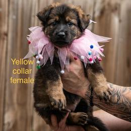 Yellow Collar Girl - Sable female German Shepherd puppy in Universal City, Texas from Jaxinhaus German Shepherds