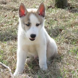 Siberian Husky Puppies from Texas Siberian Husky Kennels (TSHK)