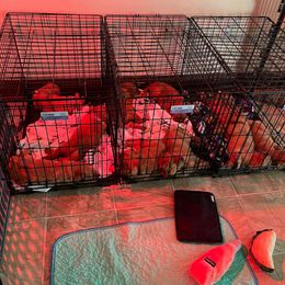 Golden Retriever Puppies from STAT: Service Therapy Alert Training