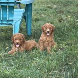 Goldendoodle Puppies from Lynn Fontaine