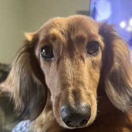 Dachshunds from J&N Minis