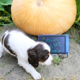 Girl 1 - Liver white and tan female English Springer Spaniel puppy in Bremerton, Washington from Huntin' Buddies