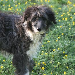 Anna - Black and white Aussiedoodle puppy in Four Oaks, North Carolina from RoseWest Farms