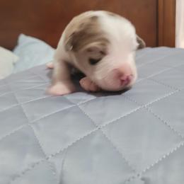 Ariat - Red merle male Miniature Australian Shepherd puppy in Dalhart, Texas from RNL Family Raised Pups