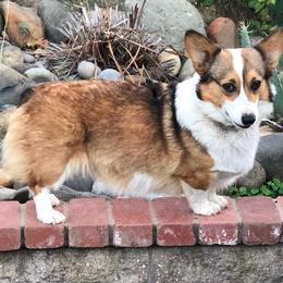 Pembroke Welsh Corgis from Muletown Corgis